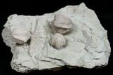 Multiple Blastoid (Pentremites) Plate - Illinois #13602-1
